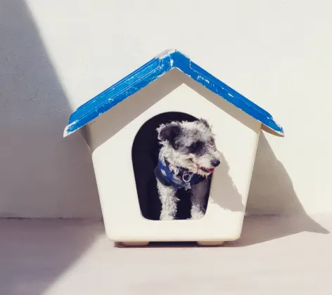 Dog in doghouse